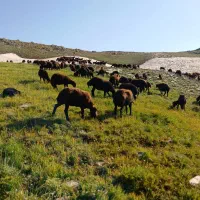 فروش میش باردار هتروزیگوت