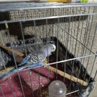 مرغ عشق نر