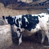 گوساله هلشتاین ماده ۱۶ ماهه