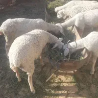 ۶راس بره ماده رومانف