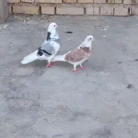 کبوتر شازده