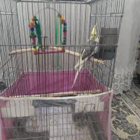 عروس هلندی نر سالم و سرحال