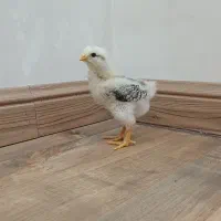 جوجه برهما
