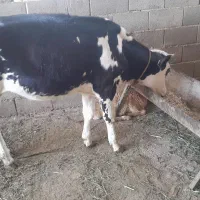 گوساله ماده چاق