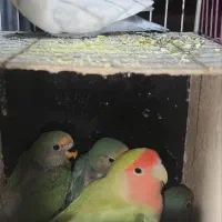 جوجه کوتوله دستی