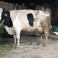 گاو بزرگ فروشی ماده