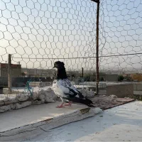 جوجه کله