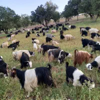 فروش گله بز داشتی درجه یک تخمی