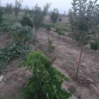 باغچه-800-متری-در-روستای-نجم-اباد