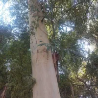 خرید و حرص انواع درخت
