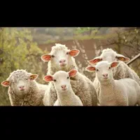 آنلاین گوسفند  درب منزل  با باسکول