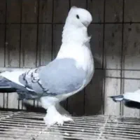 مربی پرندگان