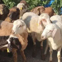 پشمالو وخوشمز زنده وچاقالوک کله کز