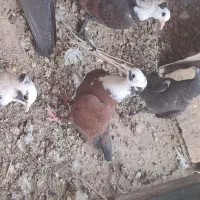 فروشو معاوضه جفت جوجه کربلایی فقط امروز