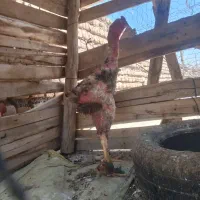 خرو اوشامو