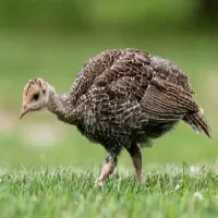 بوقلمون برنز (محلی)