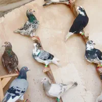 کفتر سورور  پرشی قره خطی