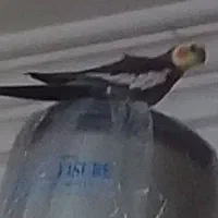 گم شدن طوطی عروس