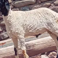 گوسفند
