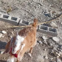 یک عدد کهره ی دورگ ماده