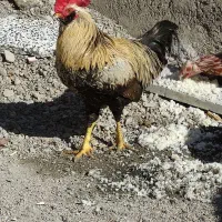 مرغ وخروس