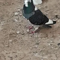 کبوتر