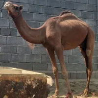 یک شتر نر به بفروش می رسد در میناب