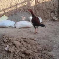 جوجه لاری
