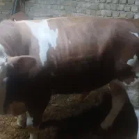 گوساله نر