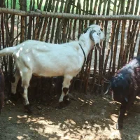 بز عراقی افغانی نر