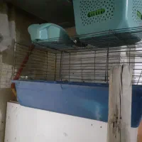 قفس خرگوش و سگ وگربه