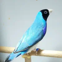 فنچ گلدین آبی،طوطیوار ،گلوبریده،بنگالی