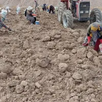 ادوات کشاورزی تراکتور