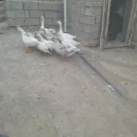 هفت عدد جوجه غاز دوعدد مادرش
