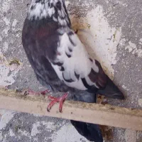 کبوتر|پرنده|سردرود, |دیوار