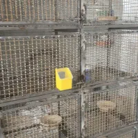 جفت دونی کبوتر