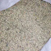 عدس خوش پخت و ارگانیک،زود پز،بوجاری شده