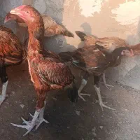 خروس و مرغ