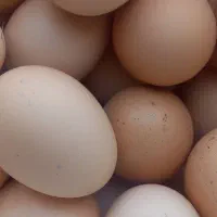تخم مرغ محلی
