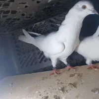 کفتر پرش سنگین