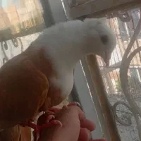 کفتر کلاغ زرد کاکلی ساده خال طوقی سینه سبز کاکلی