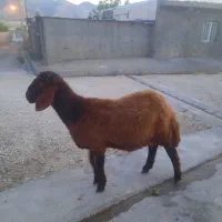 بره قوچ همو