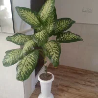 گل سرحال|گل و گیاه طبیعی|نیشابور, مازول|دیوار