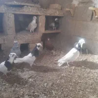کبوتر