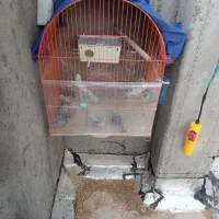 12 عدد مرغ عشق  باقفس