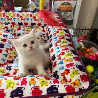 انواع بریتیش و اسکاتیش