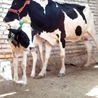 کاو خارجی با گوساله ماده درجه یک،، شیر پرچرب