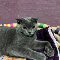 گربه اسکاتیش