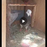 کفتر|پرنده|بیرجند, |دیوار