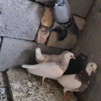 کبوتر طوقی و سبز نرو ماده فروش یکجا